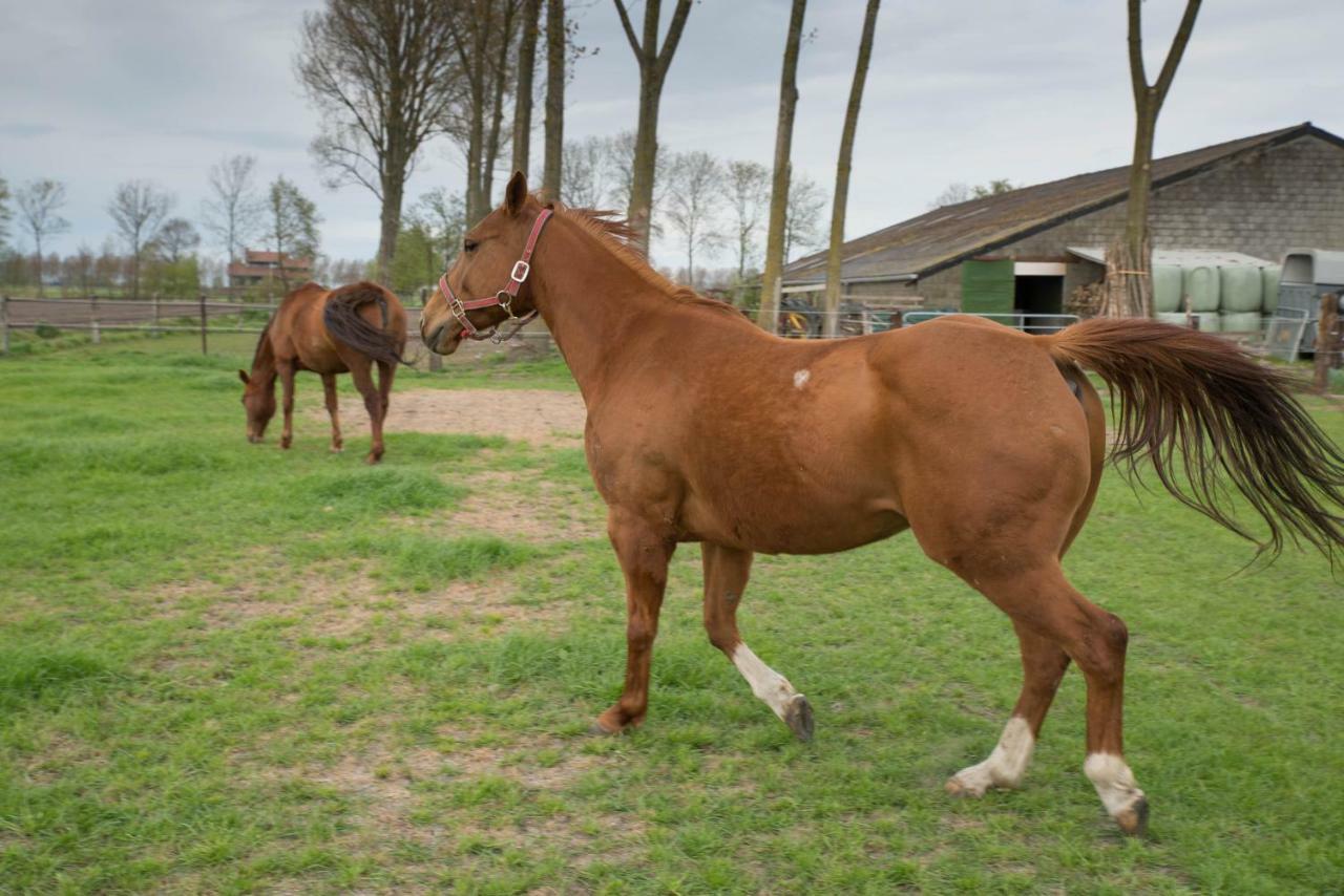Boeren Biezen Bed Landelijk Villa Luaran gambar